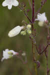 Manyflower beardtongue